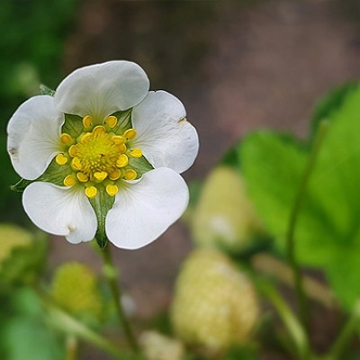 erdbeeren02.400x400-crop.jpg