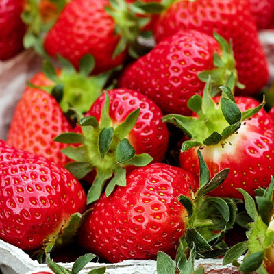 kapraun_header_erdbeeren.400x400-crop.jpg